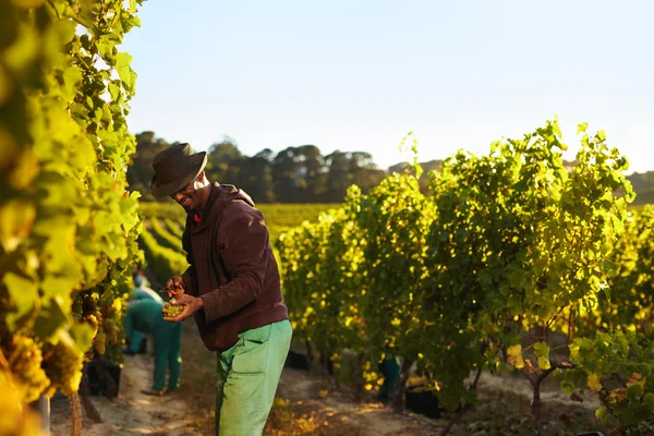 People working in vineyard