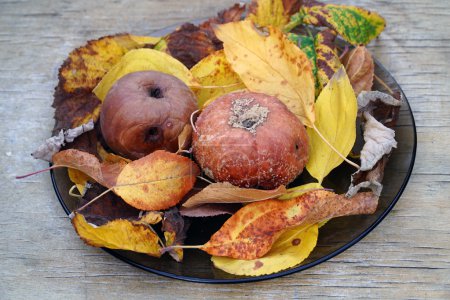 rotten apple with leaves in a bowl