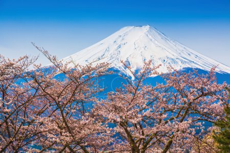 春天,樱花盛开樱花富士山