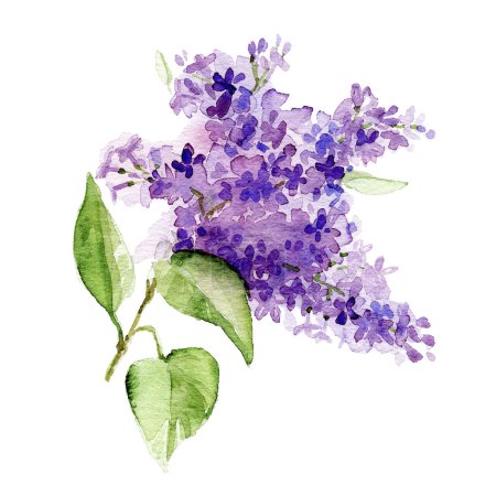 淡紫色的花,水彩手绘的分支           下载小样图 下载高清样图