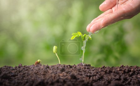 手给年幼的婴儿植物浇水